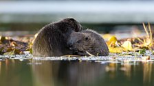 Beavers on the loch