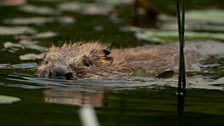 Beaver swimming