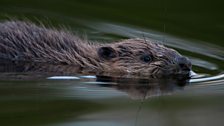 A beaver kit takes to the water