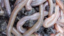 Earthworms close-up