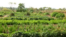 A Zambian kitchen garden showing how productive African soils can be with good management and access to resources