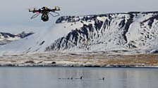 Filming Killer Whales