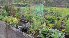 The Vegetable Ground