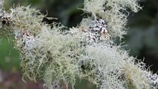 Lichen