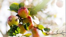 The apples. Photo: Bill Bradshaw