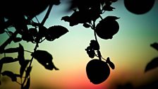 Apples in the shadows. Photo: Bill Bradshaw