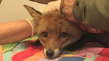 Injured fox