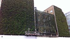 The 'Green Wall'