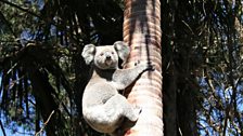 Koala