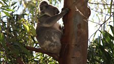 Koala named 'Spotty'