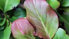 Bergenia