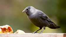 Jackdaw (Corvus monedula)