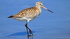 Bar-Tailed Godwit (Limosa lapponica)