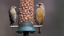 Siskin (Carduelis spinus)