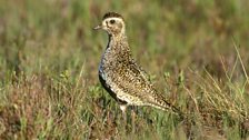 Golden Plover (Pluvialis apricaria)