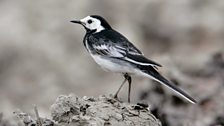 Pied Wagtail [also known as White Wagtail] (Motacilla alba)