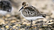 Dunlin (Calidris alpina)