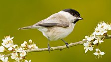 Marsh Tit (Poecile palustris)