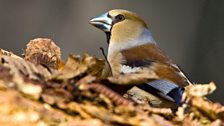 Hawfinch (Coccothraustes coccothraustes)