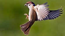 Tree Sparrow (Passer montanus)