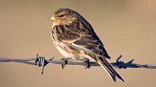 Twite (Carduelis flavirostris)