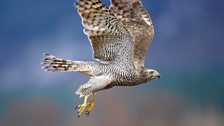 Goshawk (Accipiter gentilis)