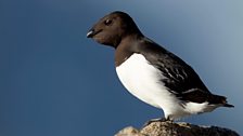 Little Auk (Alle alle)