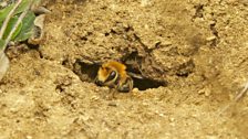 Ivy bee emerging from hole