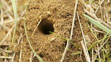 Ivy bee entrance hole showing spoil