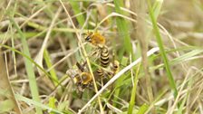 Ivy bees in the sunshine