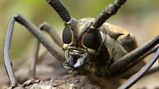 Close-up with a longhorn beetle