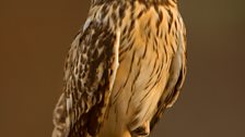 Short Eared Owl