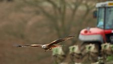 Ploughing Kites