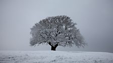 Winter tree