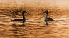 Grebe pair