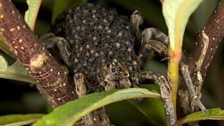 Wolf spider with spiderlings