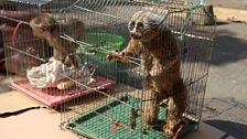 Captive slow loris