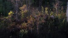 Asian elephants in shade