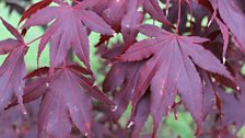 Acer Leaves