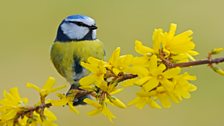 Blue Tit