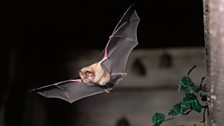 Greater Horseshoe Bat