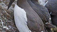 Guillemots