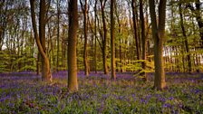 Bluebells