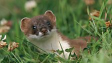 Stoat