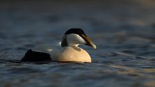 Male Eider Duck