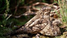 Nightjars