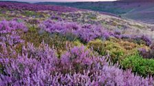 Heather at dawn