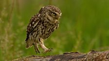 Little Owl