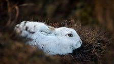 Mountain hare