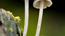 Ink Cap Fungus